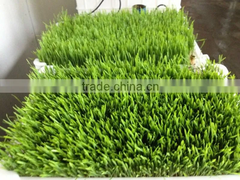 Best quality hydroponic grass room/ barley fodder growing system for growing animal feed