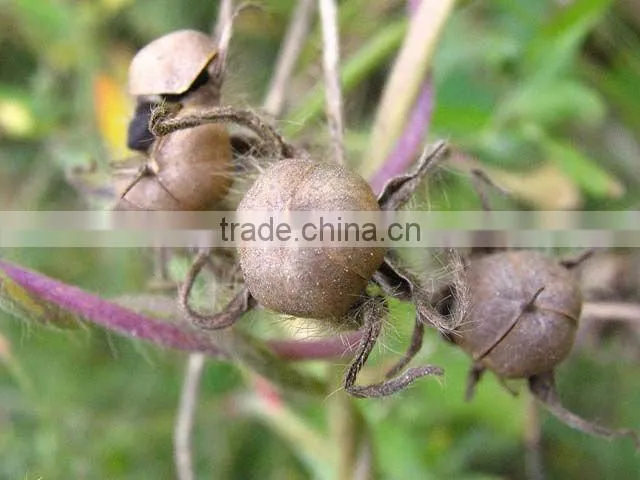 high quality pure seeds morning glory