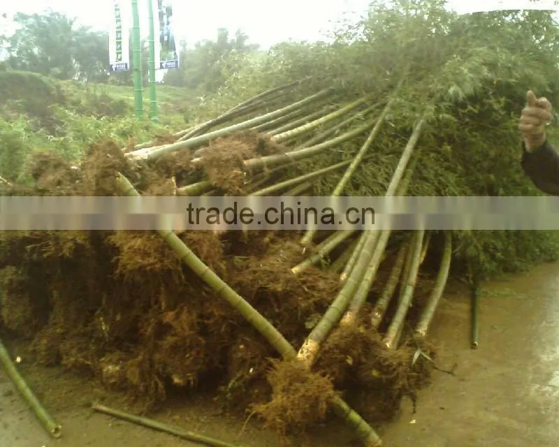construction building material bamboo