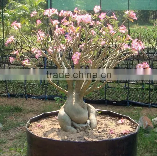 desert rose