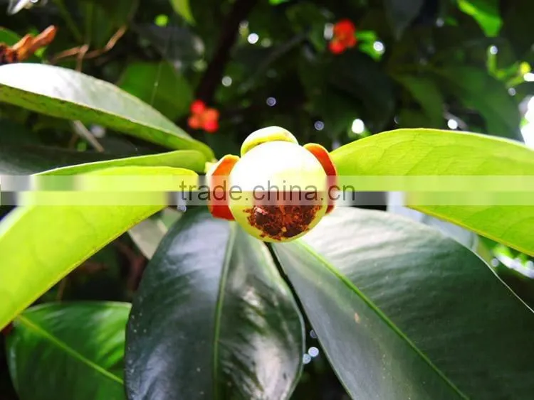 Mangosteen fruit seedling