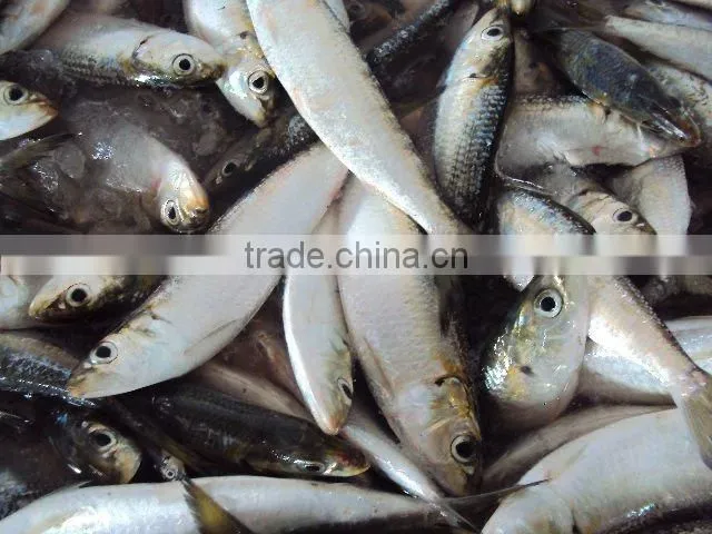 frozen whole round sardine for tuna bait