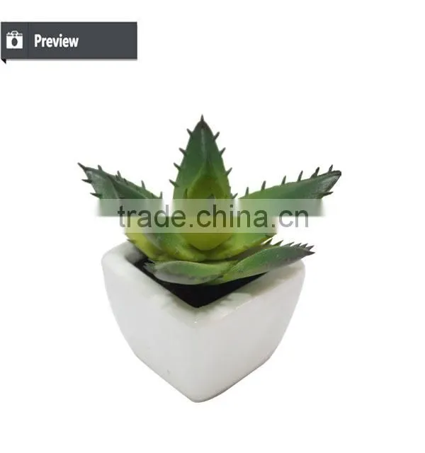 Hot sale miniascape of aloe vera mini plant for office supply