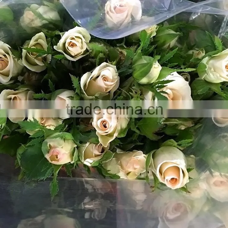 New OEM fresh rose flower