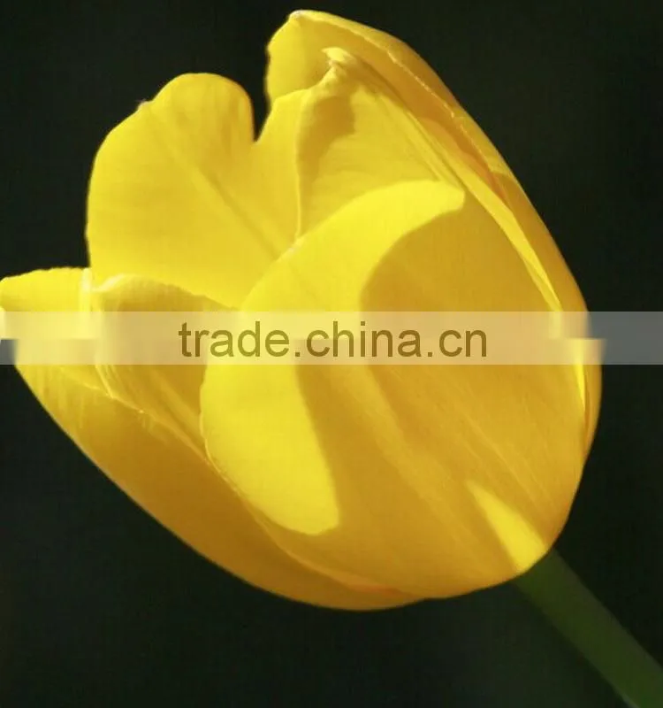 Fashion Crazy Selling decorative tulip