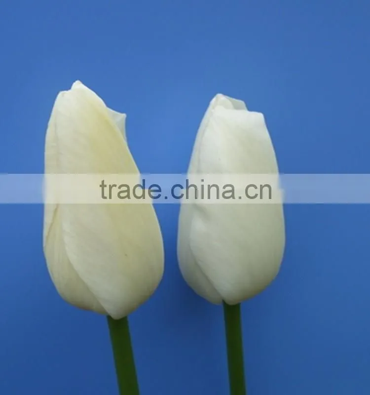 hot selling cut fresh flower white tulip bulbs to export