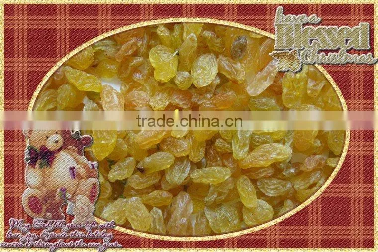 premium quanlity golden raisin (xinjiang,china)