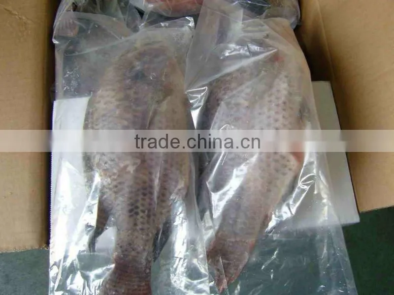 Gutted scaled whole tilapia for whole sale China origin