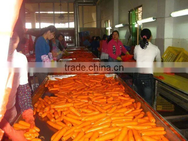 200-250g Carrot