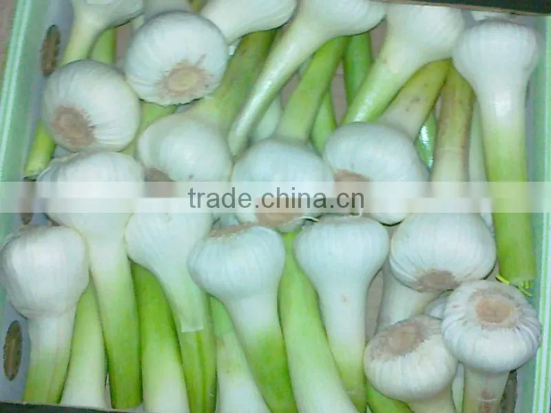 Garlic ( White - Red ) high quality