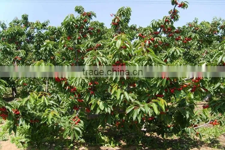 Cherry seedling