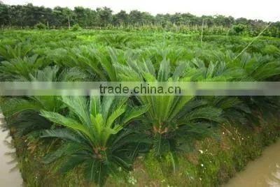 Cycas revoluta .