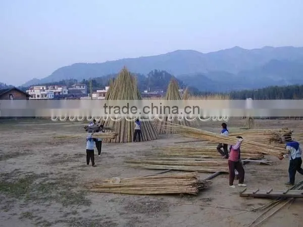 Tonkin bamboo canes wholesales
