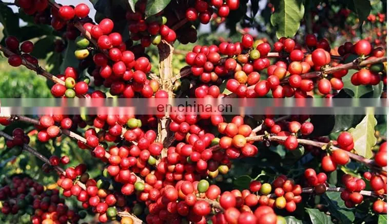 Coffee bean peeling machine in shellers/Cocoa Beans Peeling / PeelerMachine/coffee bean skin peeling machinery