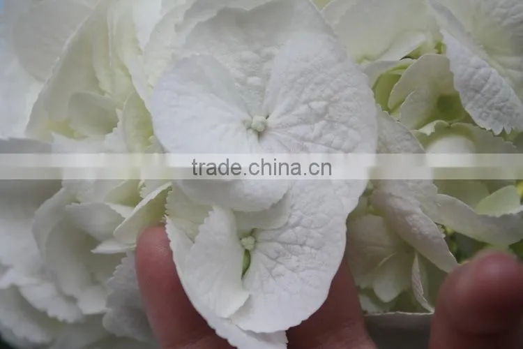 Alibaba china hotsell flower gift hydrangea