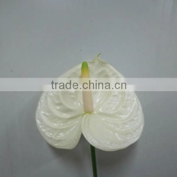 anthurium cut flowers