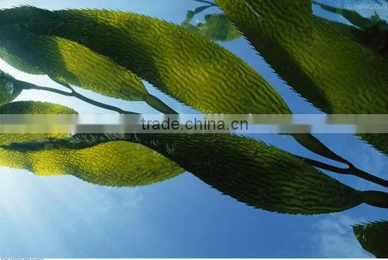 best factory supplier 100% Pure kelp extract Kelp Extract 4:1 Fucoidan 40%-95% HPLC/Kelp
