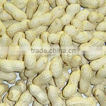 PEANUT ,BIGGEST PEANUT & PUMPKIN SEEDS FACTORY
