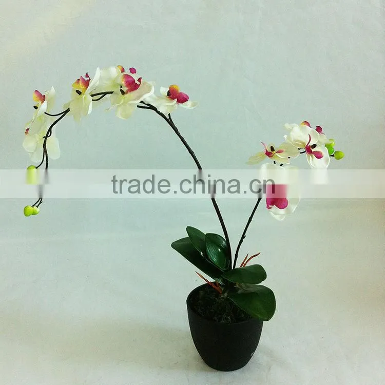 wholesale potted orchid table bonsai