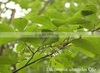 natural Chlorogenic acid CAS: 327-97-9