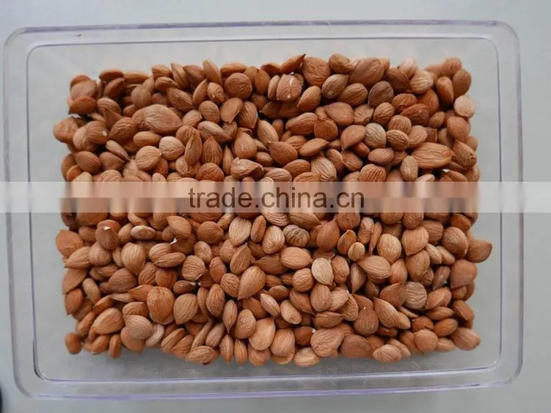 zhangjiakou Origin bitter apricot kernel for sale