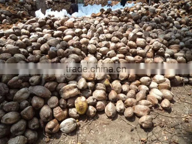 Fresh coconuts - export quality coconut