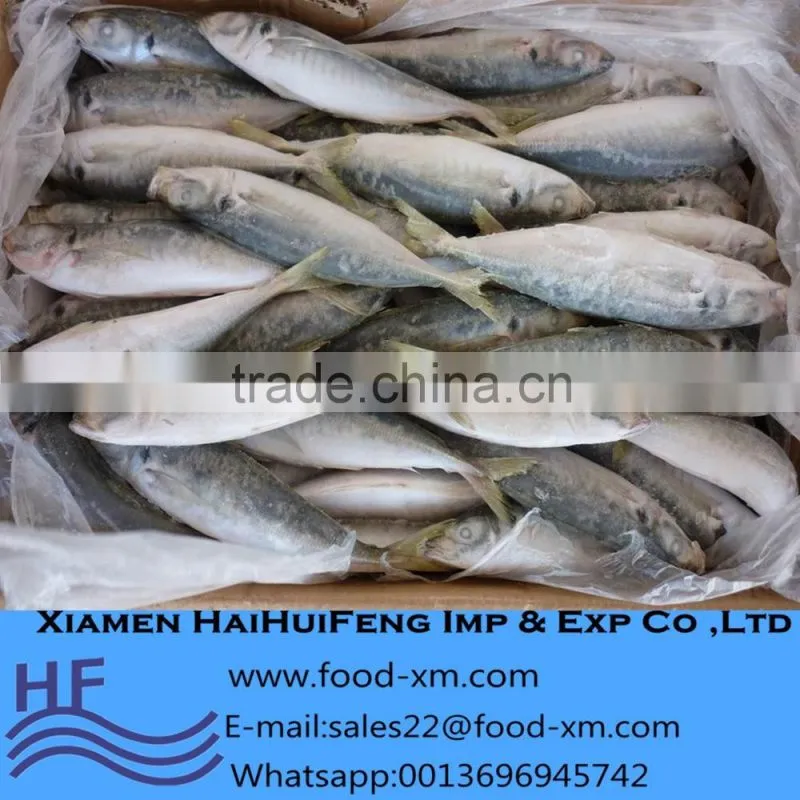 frozen indian mackerel exporter sell horse mackerel