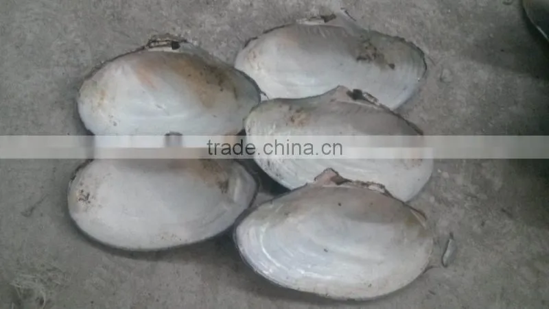 China freshwater shell material raw mother of pearl river shells