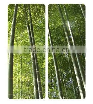 Skillet Wound Bailers Bamboo Spoons