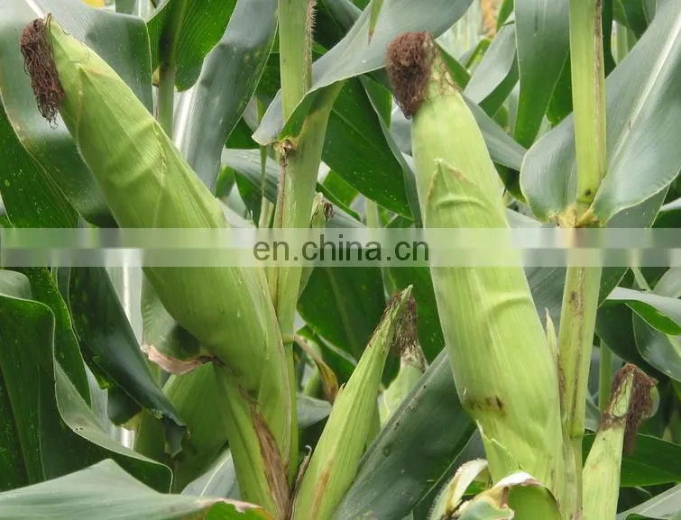 large stock corn/ maize huller/ stripper/ thresher machine/ skin peeler