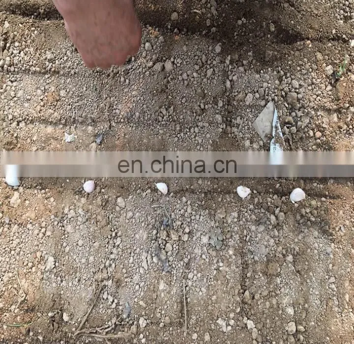 Hot Selling 6 Row Garlic Planter/tractor driven garlic seeder with wholesale price