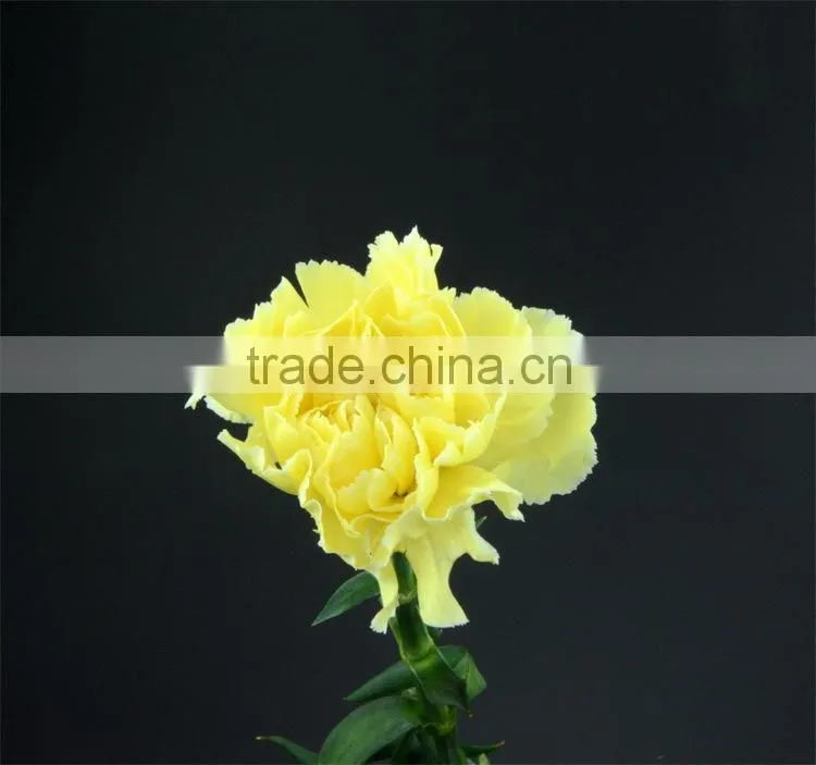 Natural Liberty fresh carnations bouquet flowers