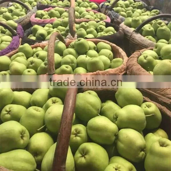 2015 new crop fresh su pear with good quality White pears fresh juicy pears