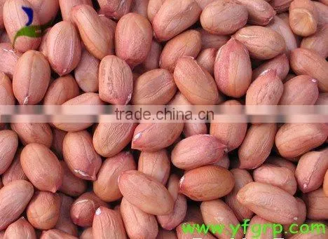 Roasted salted peanuts in shell
