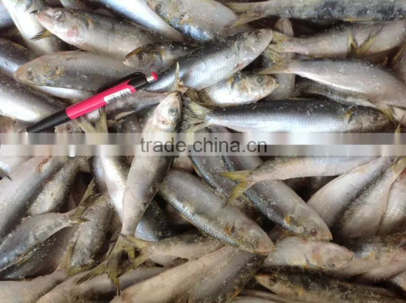 good quality whole round sardine 20-30pcs/kg in 2016
