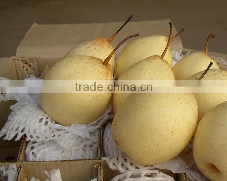 Fresh Shandong Pear 60-70-80 in 15kg Carton