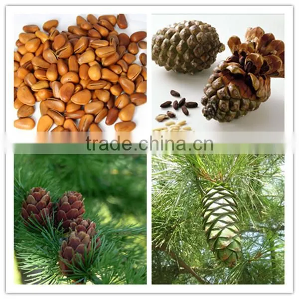 pure pine nut oil physical cold pressed and refined oil for healthy care