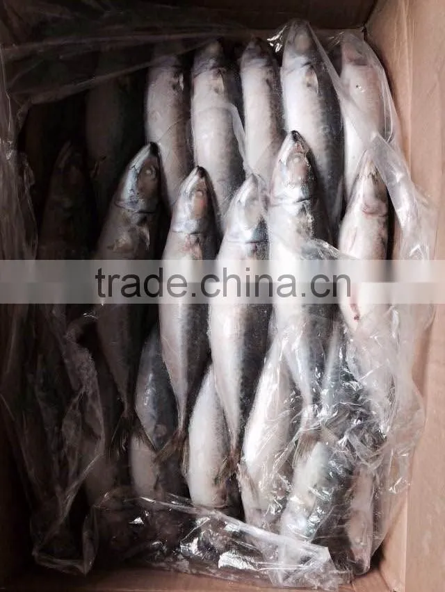 Frozen Mackerel Prices