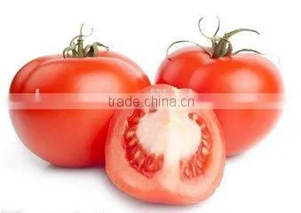 Belt vacuum powder continuous dryer for tomato powder