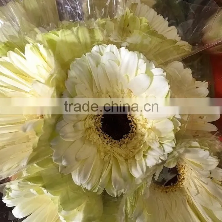 High quality Dalma fresh flower gerbera from chine