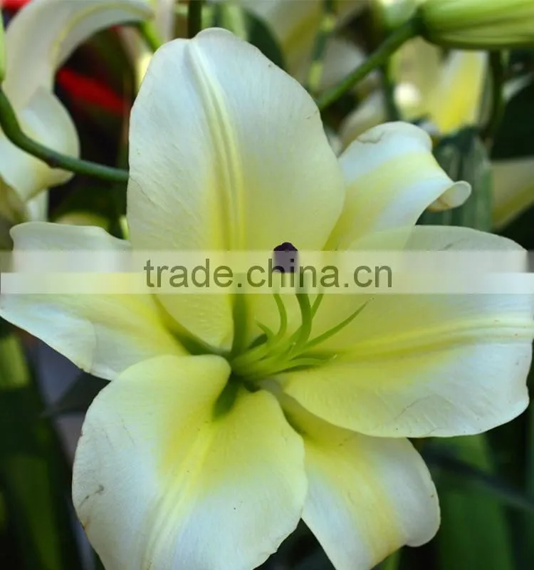 Super quality yellow king colorful small lily flower