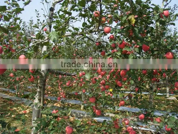 Fresh apple from china/ Red apple/China red apple