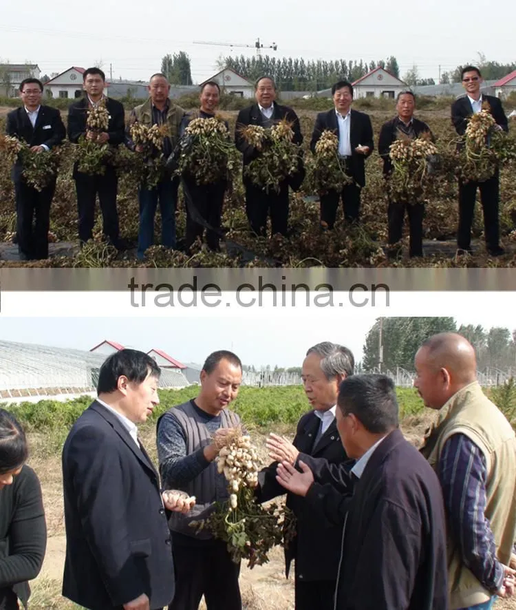 organic big peanut seed for increase corp yield