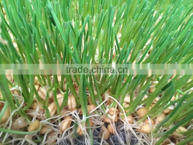 Seedling planting machine/oat sprout machine/ wheat sprout machine