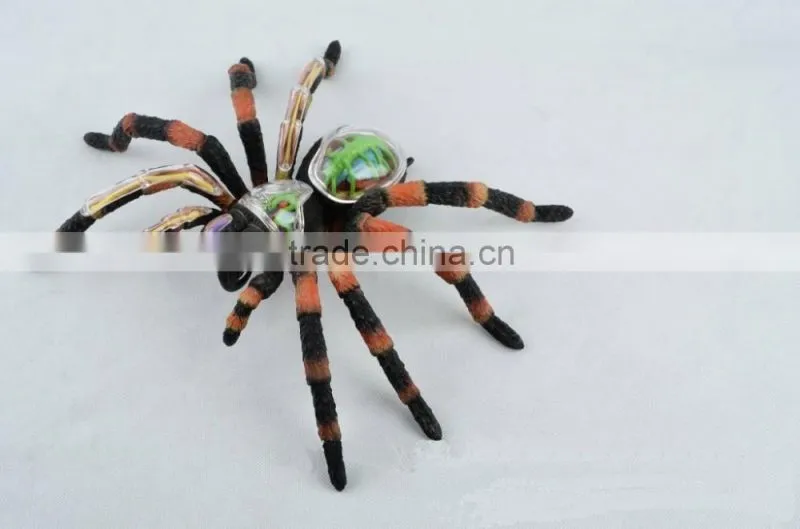 V-AM011 4D MASTER Spider specimen skeleton anatomical model with organ