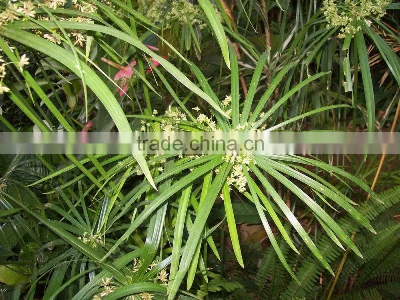 100% Pure Nagarmotha Oil From India | Nagarmotha Oil For Sale
