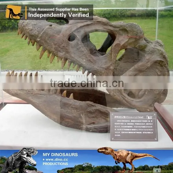 MY Dino-C079 Handmade resin skull skeleton