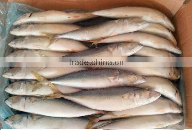 New Harvest Frozen Whole Round Horse Mackerel fish