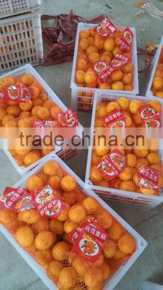 Baby nanfeng orange