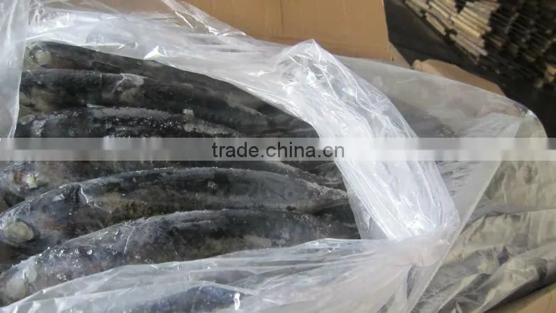seafrozen bonito whole round A grade